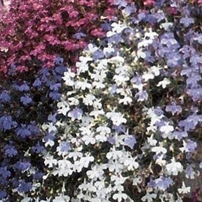 600 Lobelia-Fountain Mix Seeds - Seed World