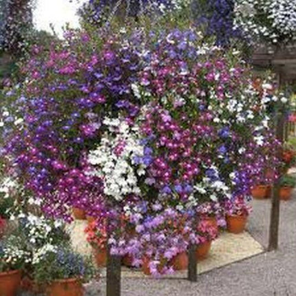 600 Lobelia-Fountain Mix Seeds - Seed World