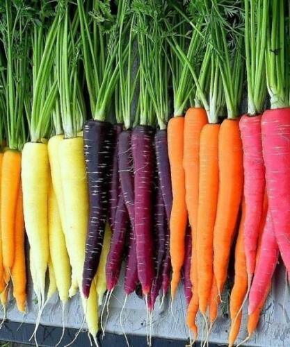 600 Rainbow Mix Carrot Seeds - NON-GMO - Seed World