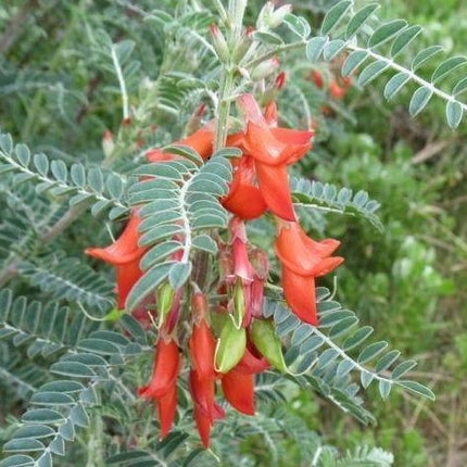 7 Lessertia Frutescens Seeds - Seed World