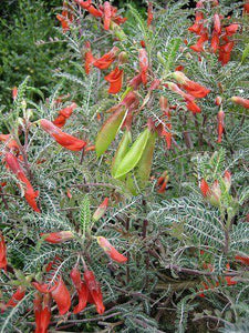 7 Lessertia Frutescens Seeds - Seed World