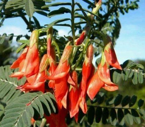 7 Lessertia Frutescens Seeds - Seed World
