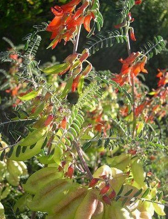 7 Lessertia Frutescens Seeds - Seed World