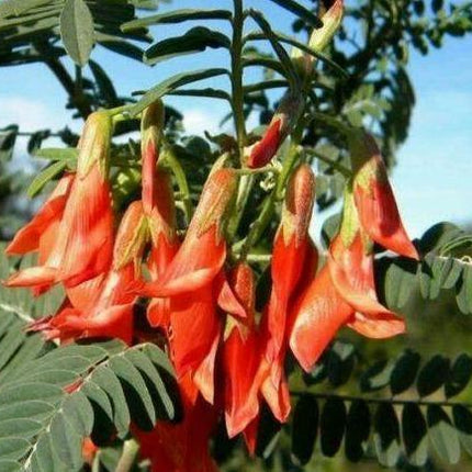 7 Lessertia Frutescens Seeds - Seed World