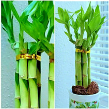 7 Lucky Bamboo Plant 4" Stalks Live Plant - Seed World