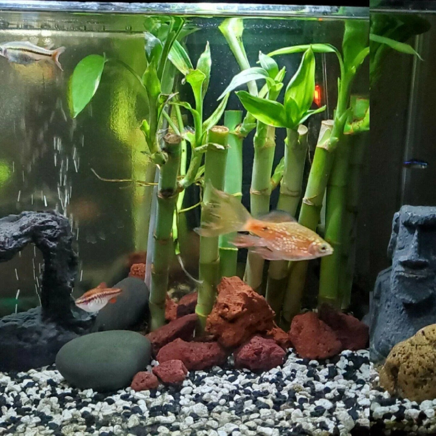 7 Lucky Bamboo Plant 4" Stalks Live Plant - Seed World