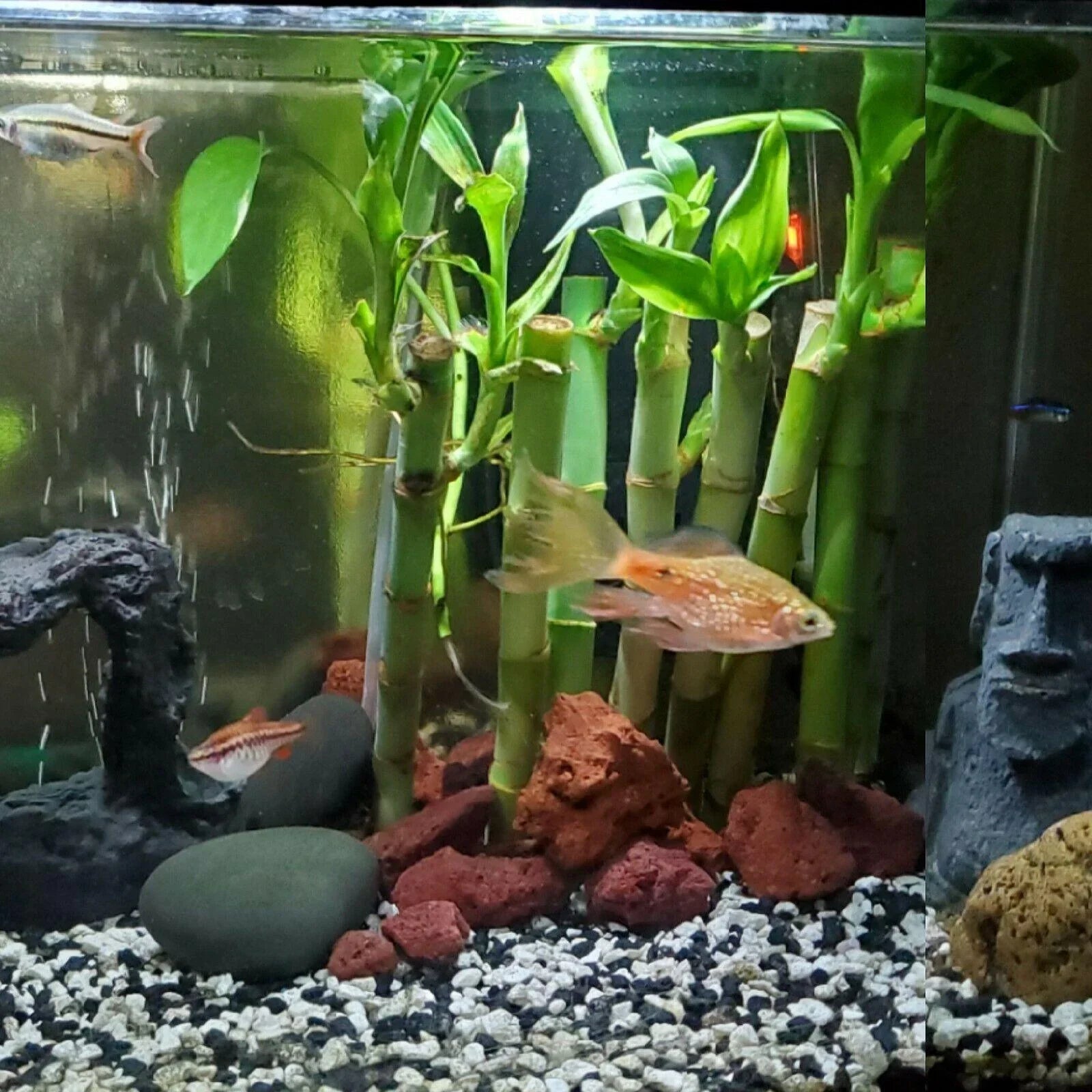 7 Lucky Bamboo Plant 4" Stalks Live Plant - Seed World