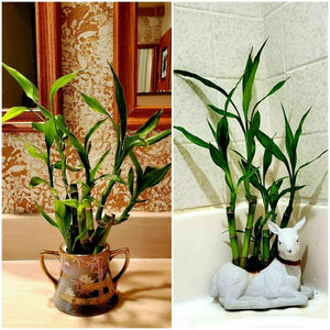 7 Lucky Bamboo Plant 4" Stalks Live Plant - Seed World
