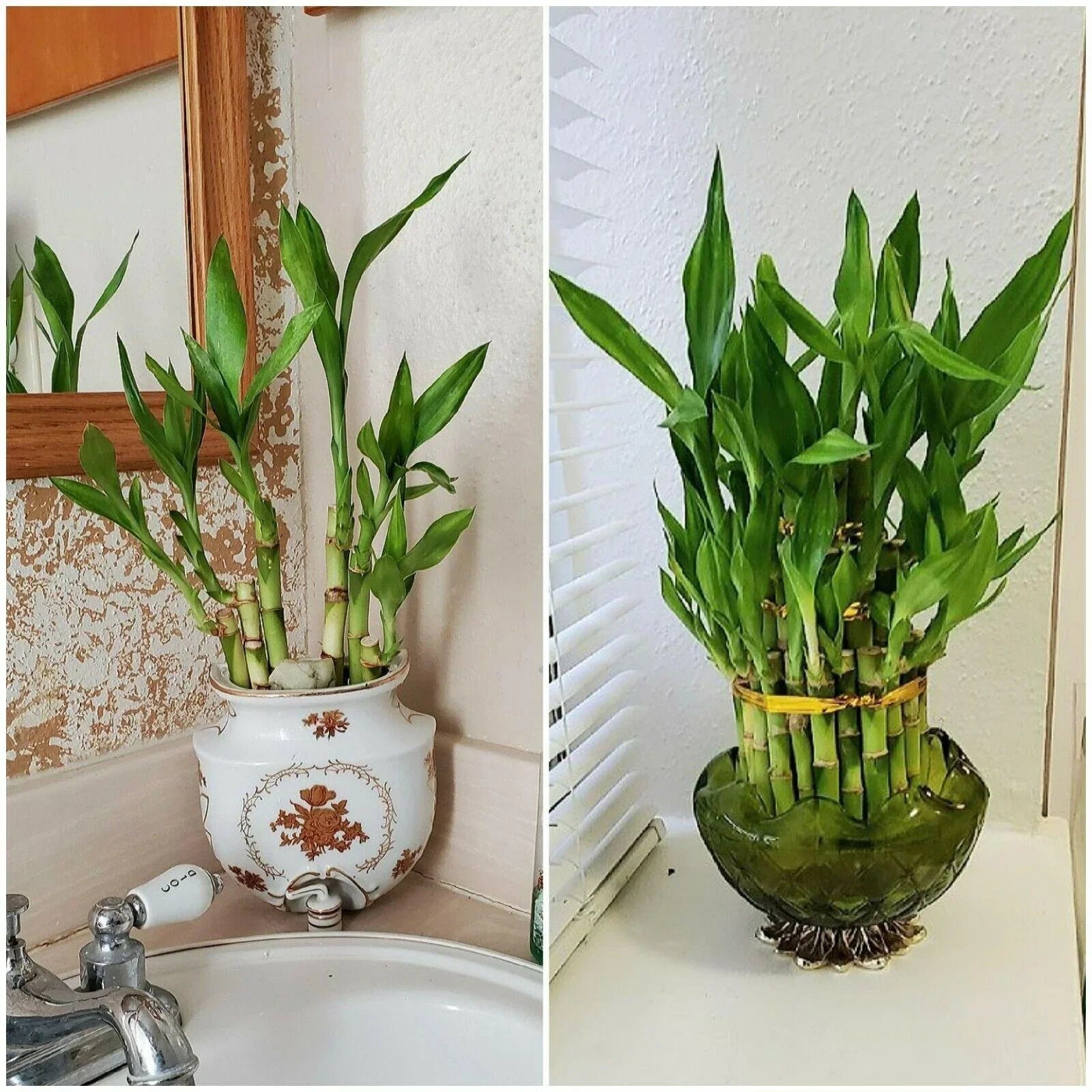 7 Lucky Bamboo Plant 4" Stalks Live Plant - Seed World