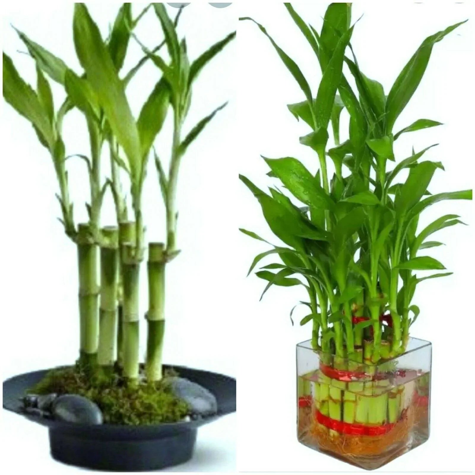 7 Lucky Bamboo Plant 4" Stalks Live Plant - Seed World