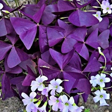 7 Oxalis Triangularis Bulbs – Purple Shamrock - Seed World
