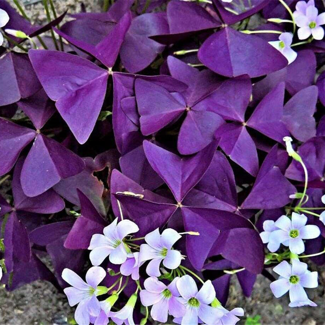 purple shamrock plant seeds Oxalis Triangularis Bulbs – Purple Shamrock | 7 Blooming-Size Rhizomes