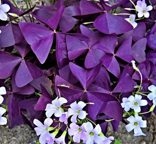 7 Oxalis Triangularis Bulbs – Purple Shamrock - Seed World
