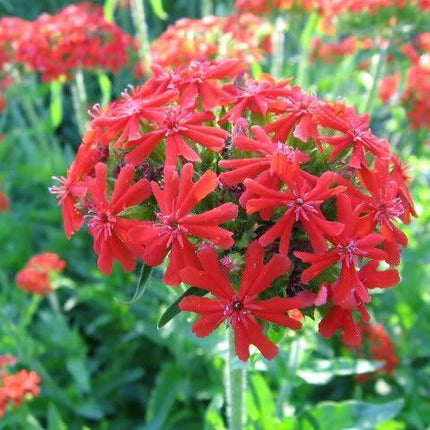 70 Red Lychnis Coronaria Seeds - Seed World