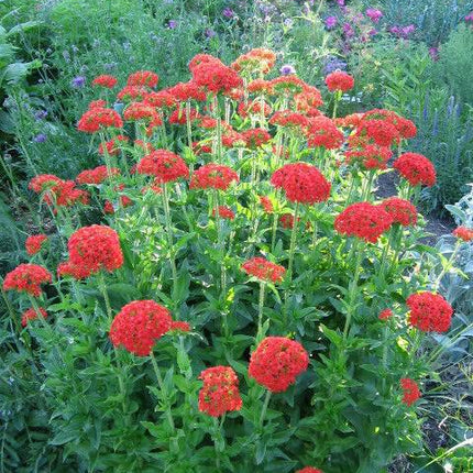 70 Red Lychnis Coronaria Seeds - Seed World