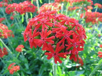 70 Red Lychnis Coronaria Seeds - Seed World