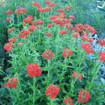70 Red Lychnis Coronaria Seeds - Seed World