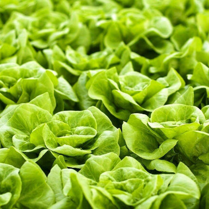 700 Butterhead Lettuce Seeds - Seed World