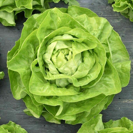 700 Butterhead Lettuce Seeds - Seed World