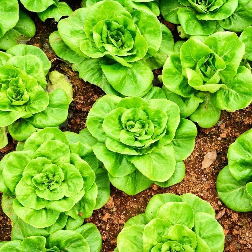 700 Butterhead Lettuce Seeds - Seed World