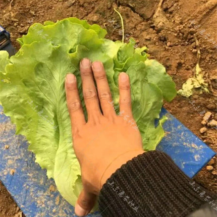 700 Lettuce Seeds - Buttercrunch Variety - Seed World