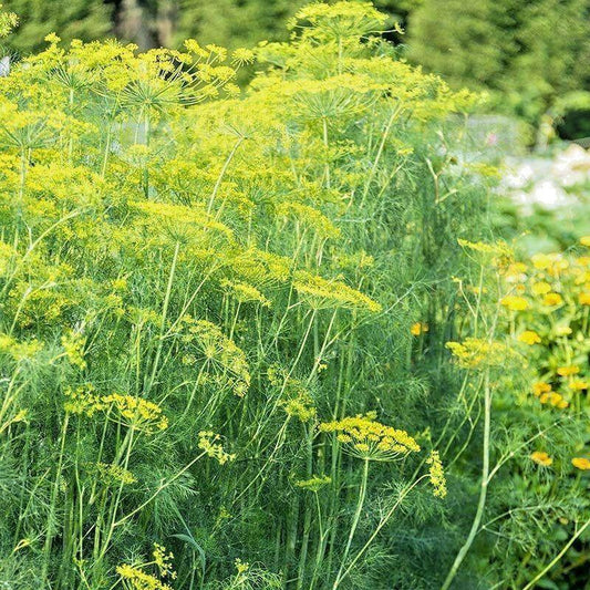 700 Mammoth Long Island Dill Seeds - Seed World