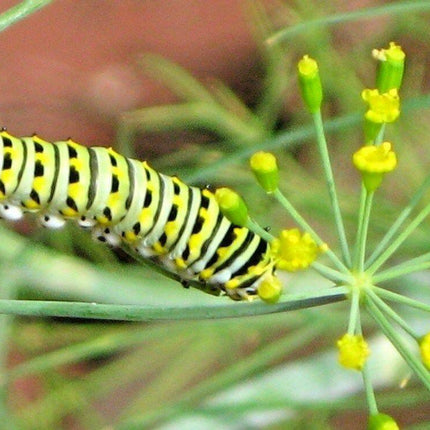 700 Mammoth Long Island Dill Seeds - Seed World