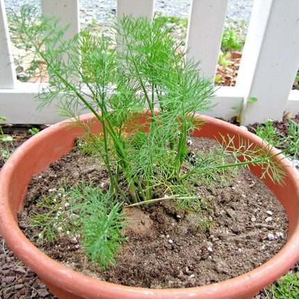 700 Mammoth Long Island Dill Seeds - Seed World