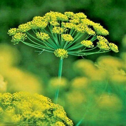 700 Mammoth Long Island Dill Seeds - Seed World