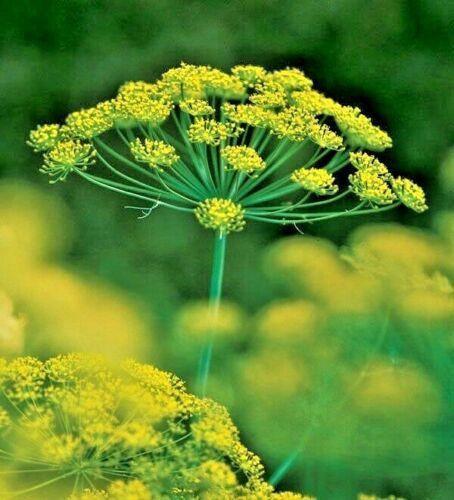 700 Mammoth Long Island Dill Seeds - Seed World