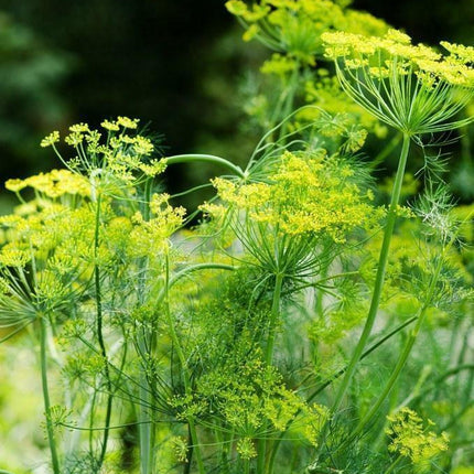 700 Mammoth Long Island Dill Seeds - Seed World