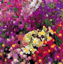 7000 Toadflax Fairy Mix Flower Seeds - Seed World