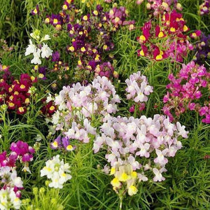 7000 Toadflax Fairy Mix Flower Seeds - Seed World