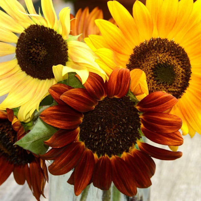 75 Autumn Beauty Sunflower Mix Seeds - Seed World