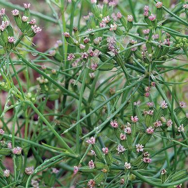 75 Cumin Herb Seeds - Seed World
