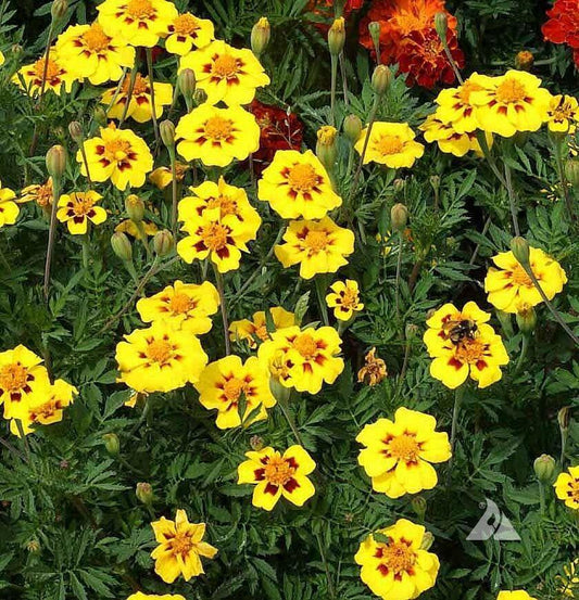 75 French Marigold - Dainty Marietta Seeds - Seed World