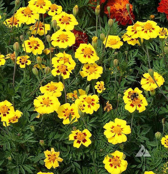 75 French Marigold - Dainty Marietta Seeds - Seed World