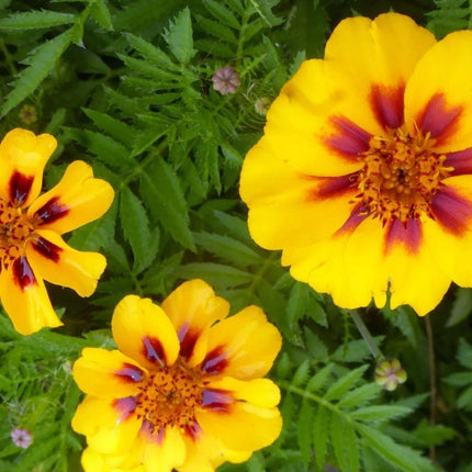 75 French Marigold - Dainty Marietta Seeds - Seed World