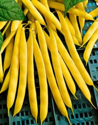 75 Gold Crop - Yellow Bean Seeds - Seed World