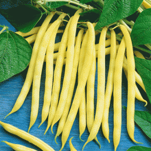 75 Gold Crop - Yellow Bean Seeds - Seed World