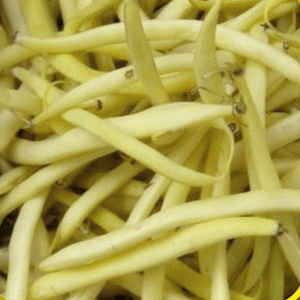 75 Gold Crop - Yellow Bean Seeds - Seed World