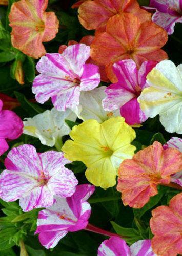 75 Mixed Four O'clock Seeds - Seed World