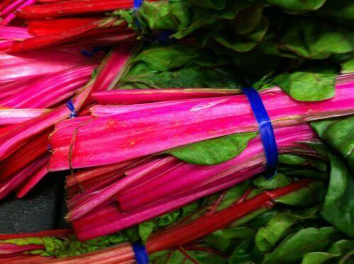 75 Pink Lipstick Swiss Chard Seeds - Seed World