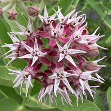 75 Showy Milkweed - Greek Milkweed Seeds - Seed World