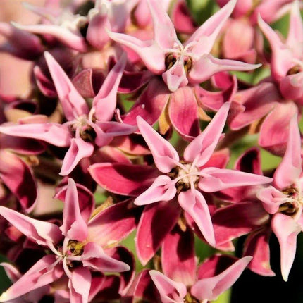 75 Showy Milkweed - Greek Milkweed Seeds - Seed World