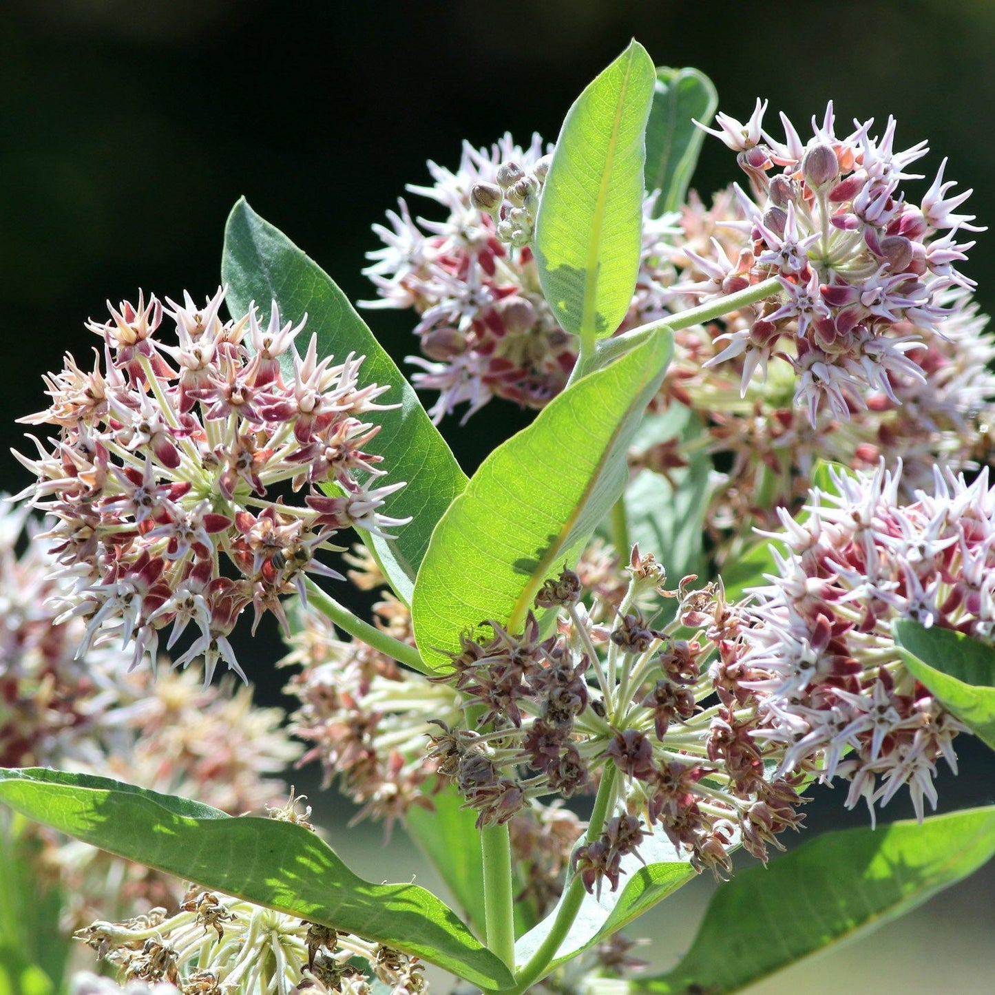 75 Showy Milkweed - Greek Milkweed Seeds - Seed World