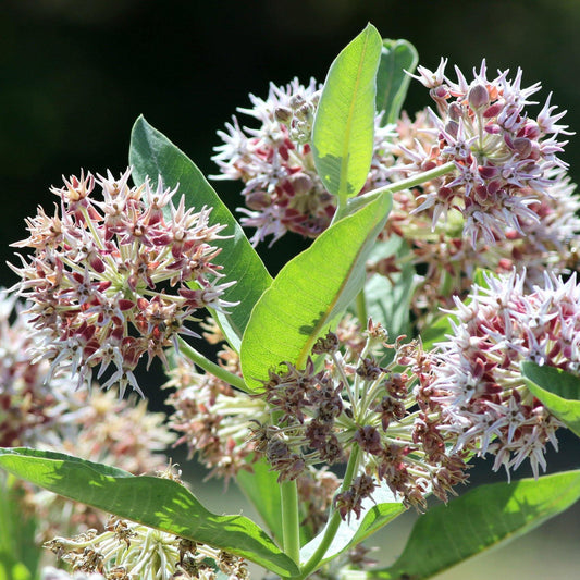 75 Showy Milkweed - Greek Milkweed Seeds - Seed World