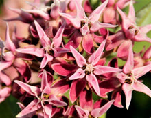 75 Showy Milkweed - Greek Milkweed Seeds - Seed World