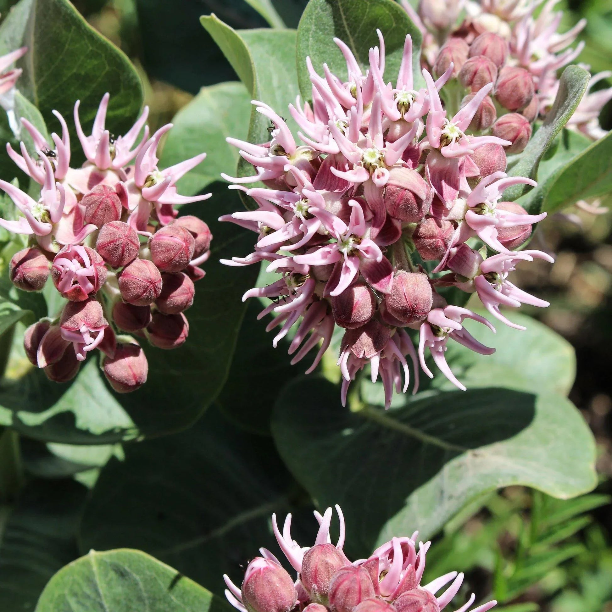 75 Showy Milkweed - Greek Milkweed Seeds - Seed World