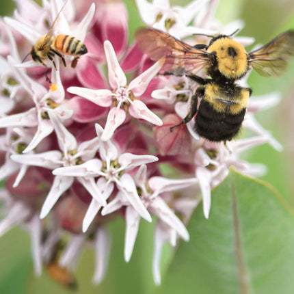 75 Showy Milkweed - Greek Milkweed Seeds - Seed World